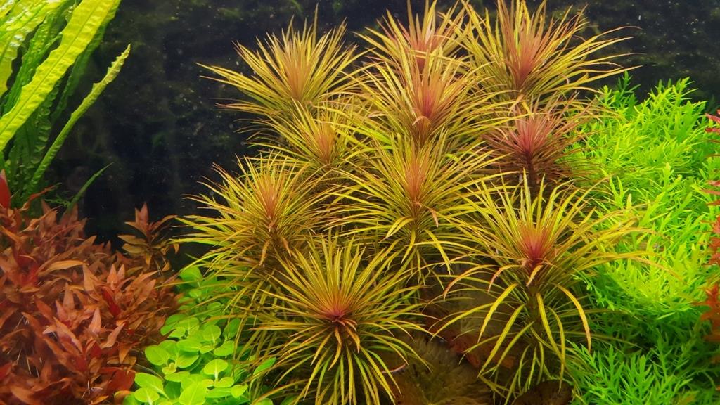 APC-POGOSTEMON STELLATUS (EUSTRALİS)b064
