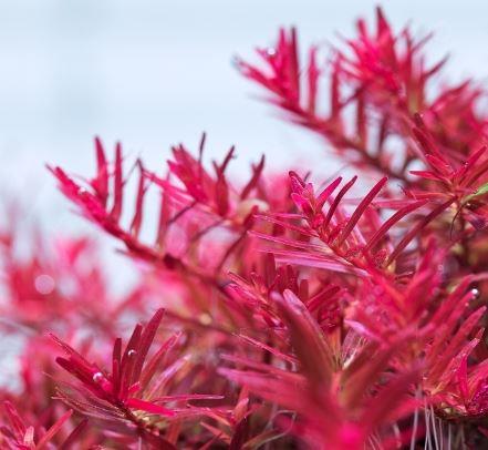 APC-ROTALA HRAP538