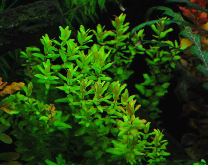APC-ROTALA MACRANDRA GREEN T/C CUP IN VITROLC128