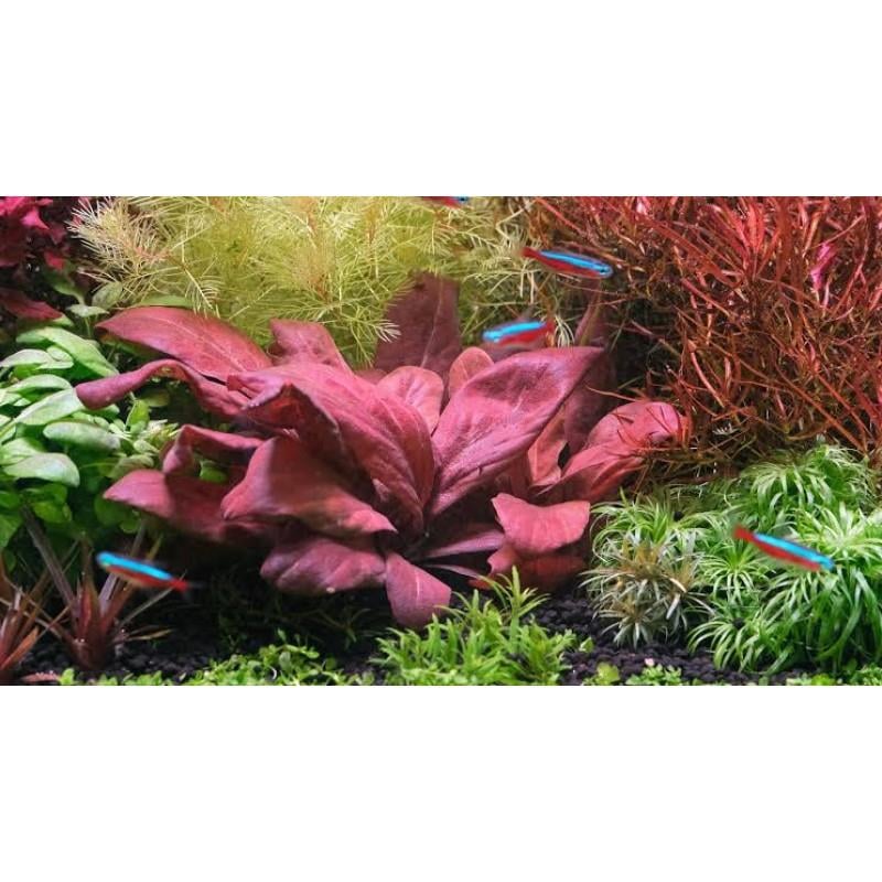 APC-SAMOLUS PARVİFLORUS RED SAKSIP677