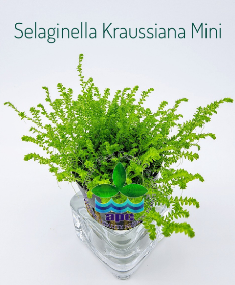 APC-SELAGİNELLA KRAUSSİANA MİNİ SAKSIp664