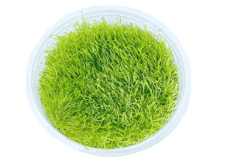 APC-UTRİCULARİA GRAMİNİFOLİA T/C [SMALL] CUPLS219