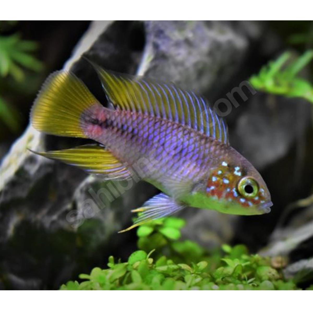 APİSTOGRAMMA BORELLİ OPALcanlı-332