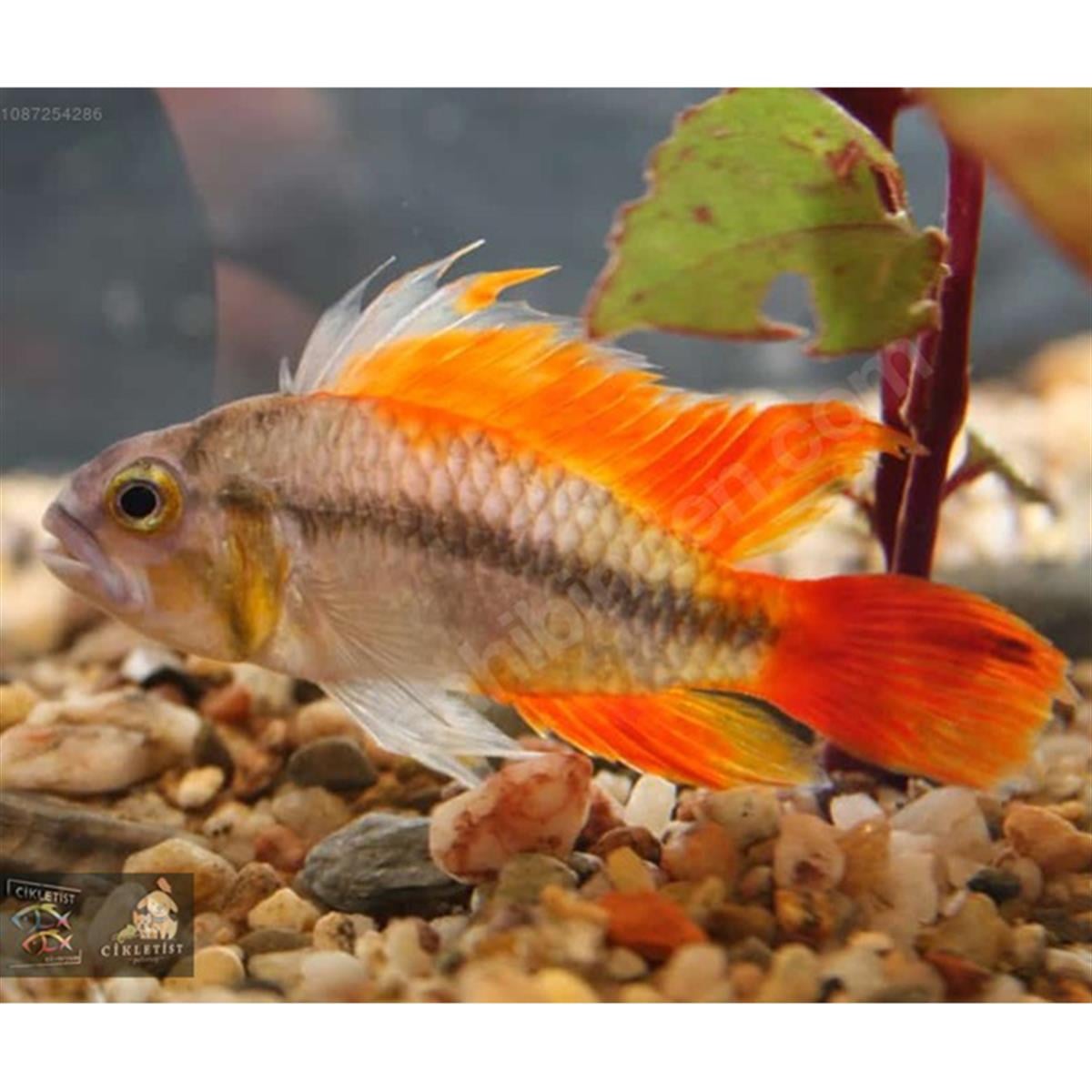 APİSTOGRAMMA KAKADUcanlı-313