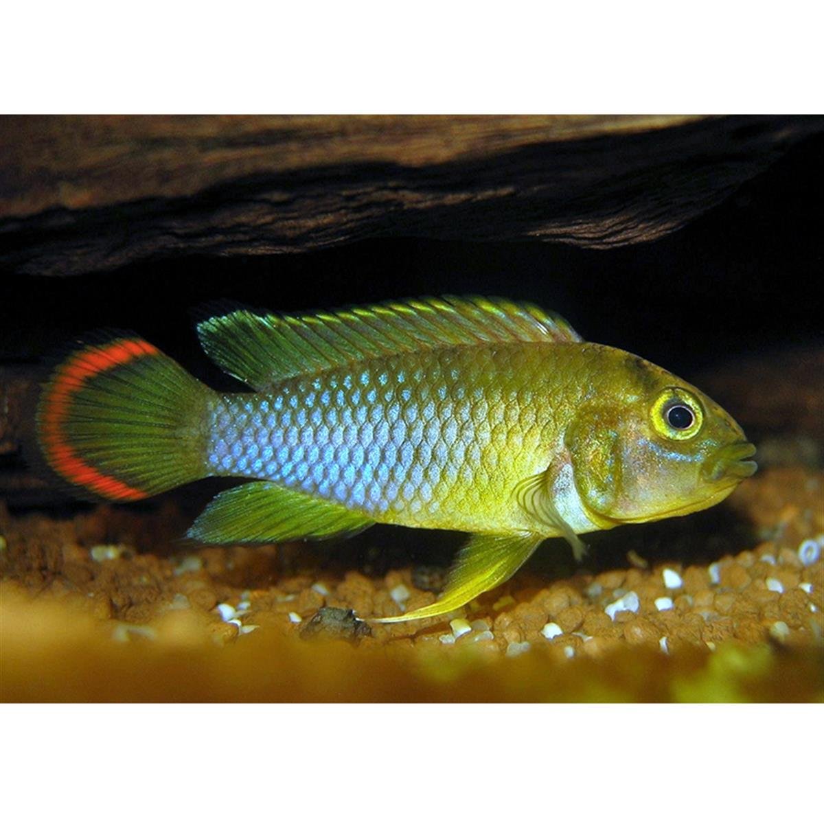 APİSTOGRAMMA NİJSSENİ RİO UCAYALİcanlı-370