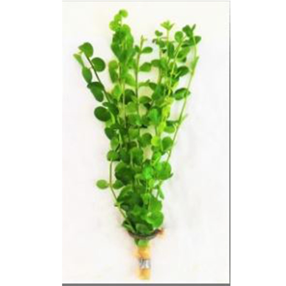 Bacoba kardinalBuketBacoba-kardinal