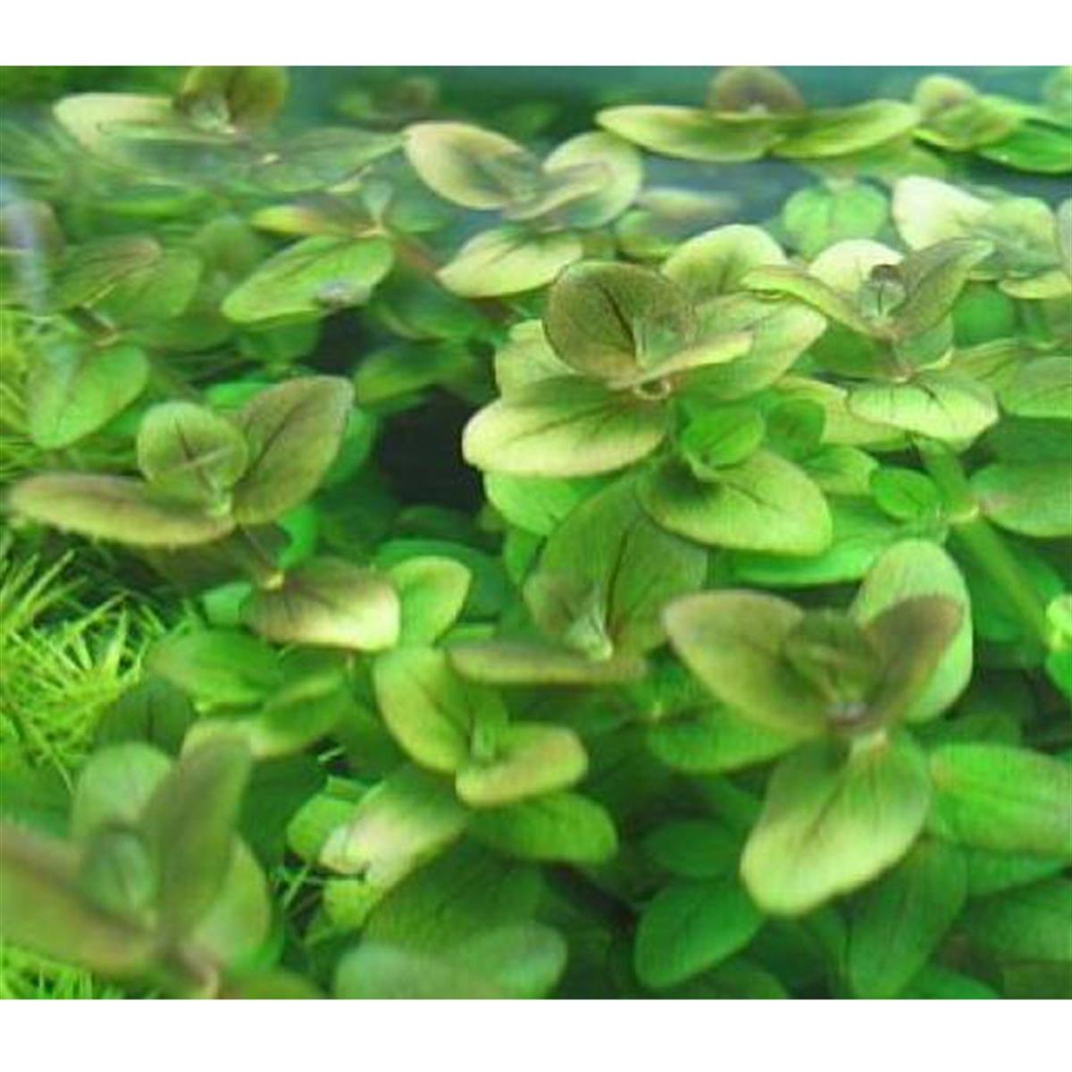 Bacopa araguaia IN VITRO 200CC DEV KAVANOZB06