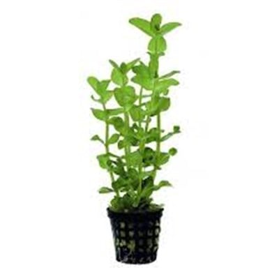 Bacopa araguaia SAKSI