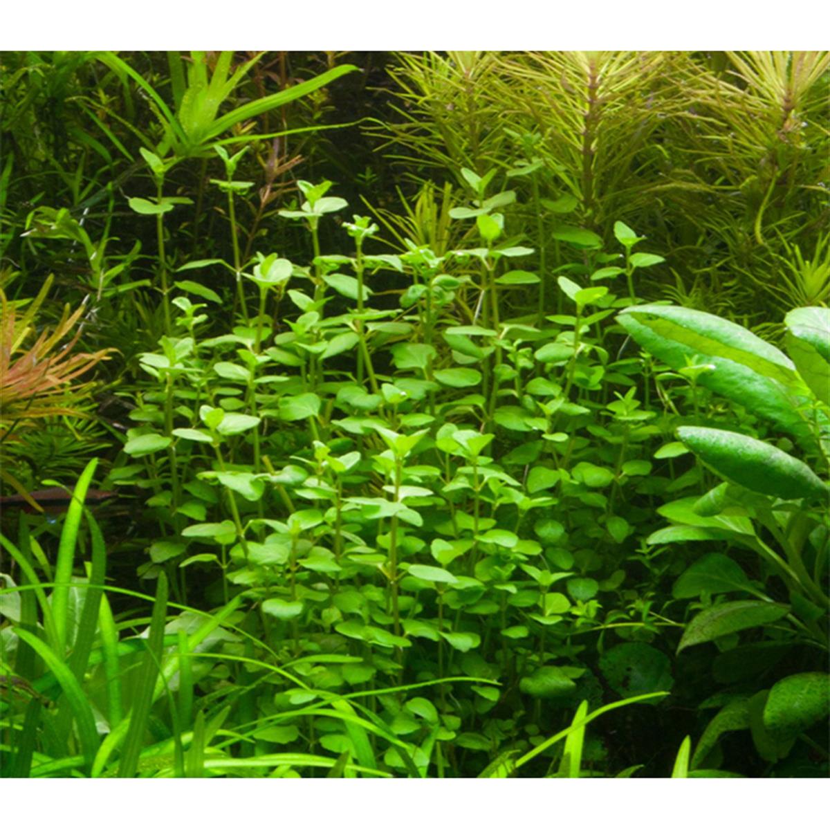 BACOPA AUSTRALİS IN VITRO 200 CC DEV KAVANOZB01