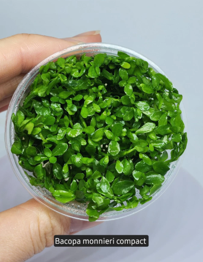 Bacopa caroliniana (amplexicaulis) In Vıtro 200 CC KapB11