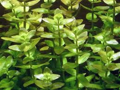 Bacopa caroliniana SAKSI
