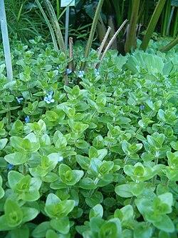 Bacopa carolinianaGLB081