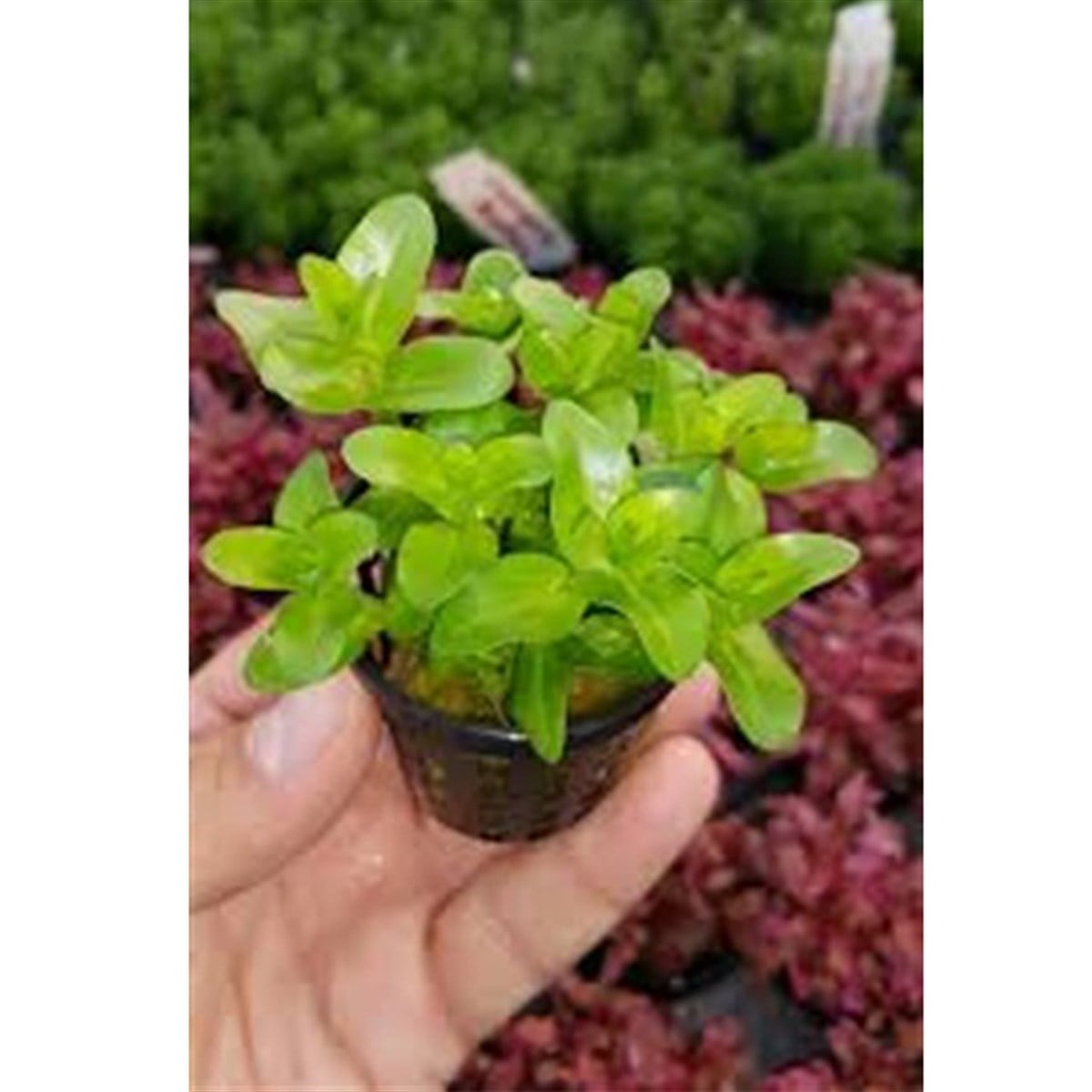 Bacopa Lanigerabitki-3535
