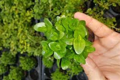 Bacopa madagascariensis SAKSI