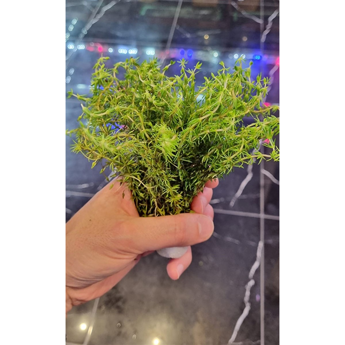 Bacopa Myriophylloides3030