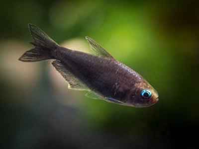 BLACK PALMERİ