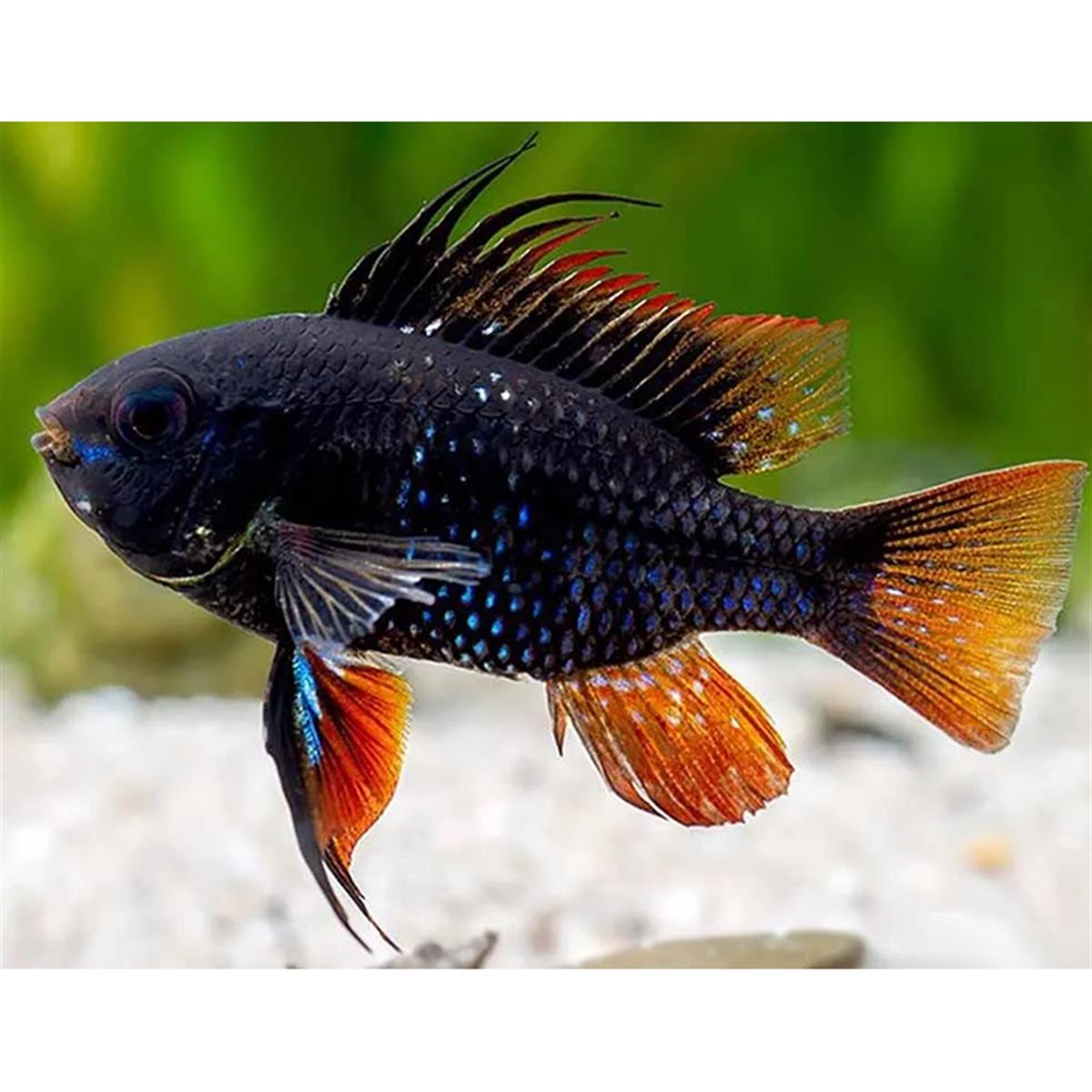 BLACK RAMİREZİcanlı-362