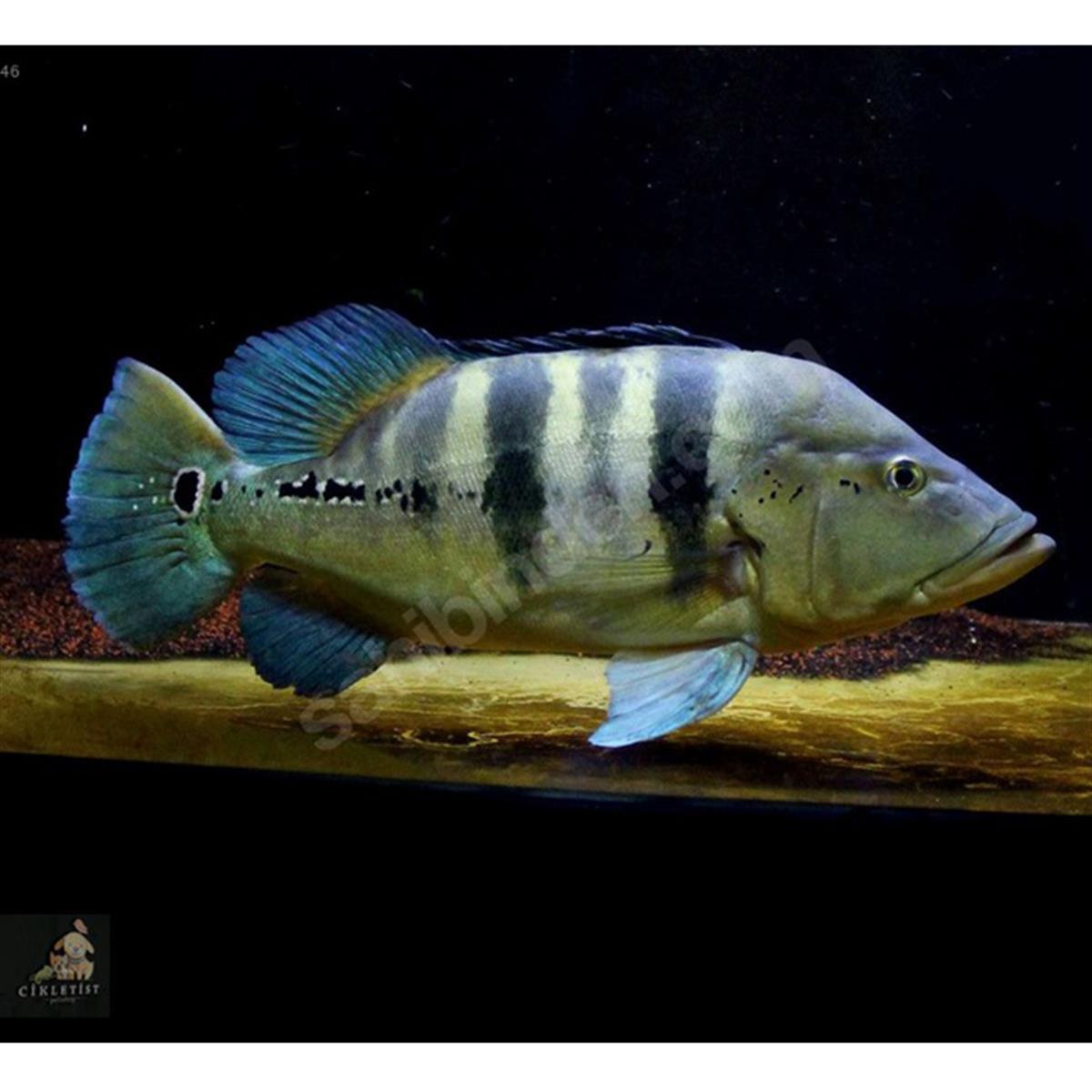 BLUE AZUL PEACOCK BASScanlı-230