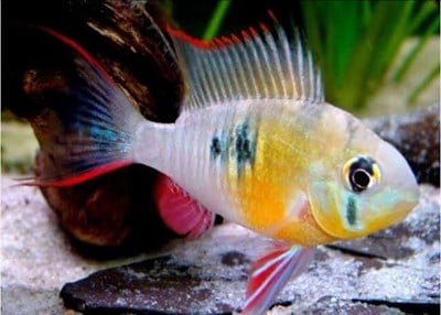 BOLIVIAN RAMİREZİ