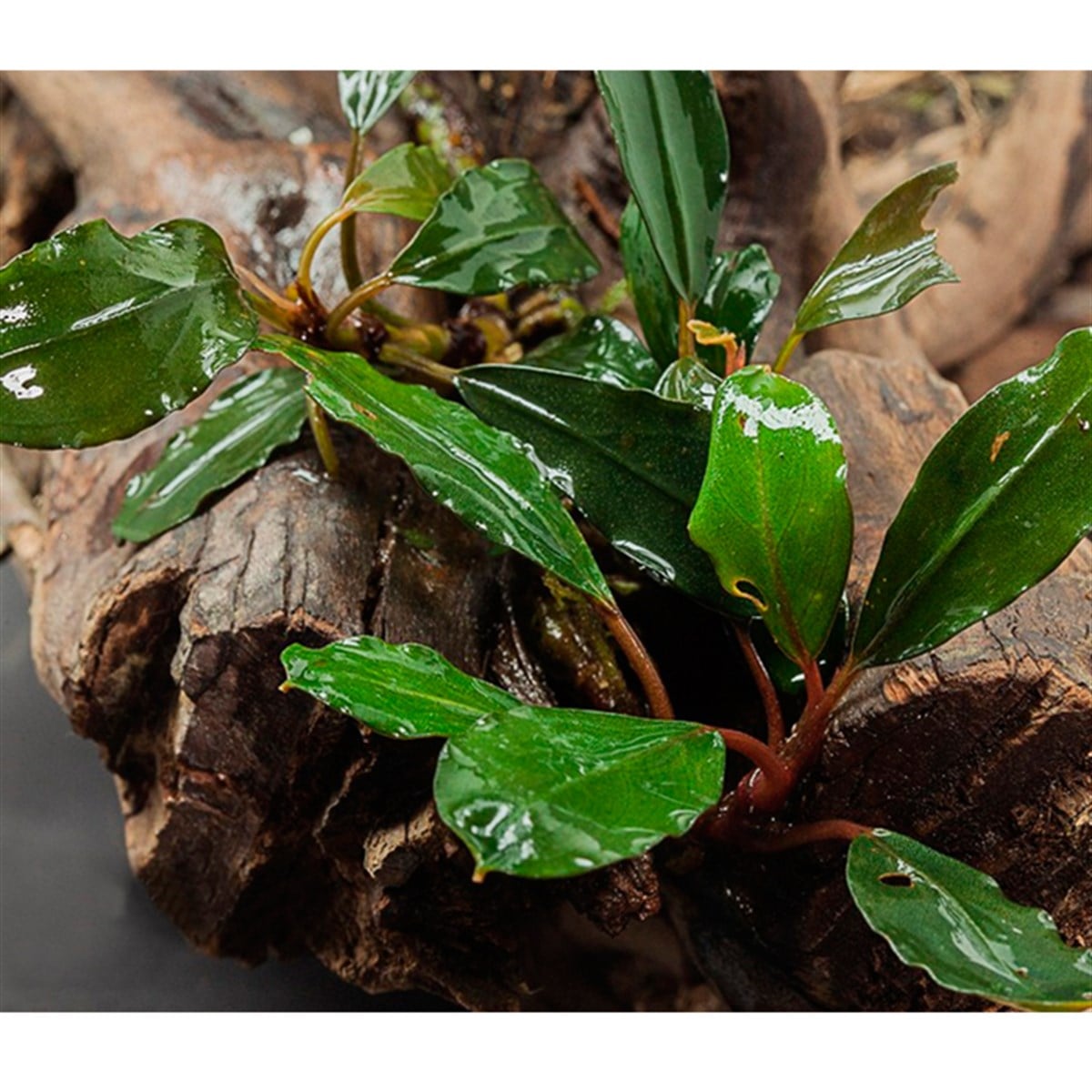 Bucephalandra antyovaniSBL004