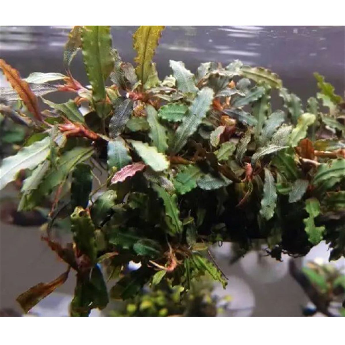 Bucephalandra BiblisBiblis