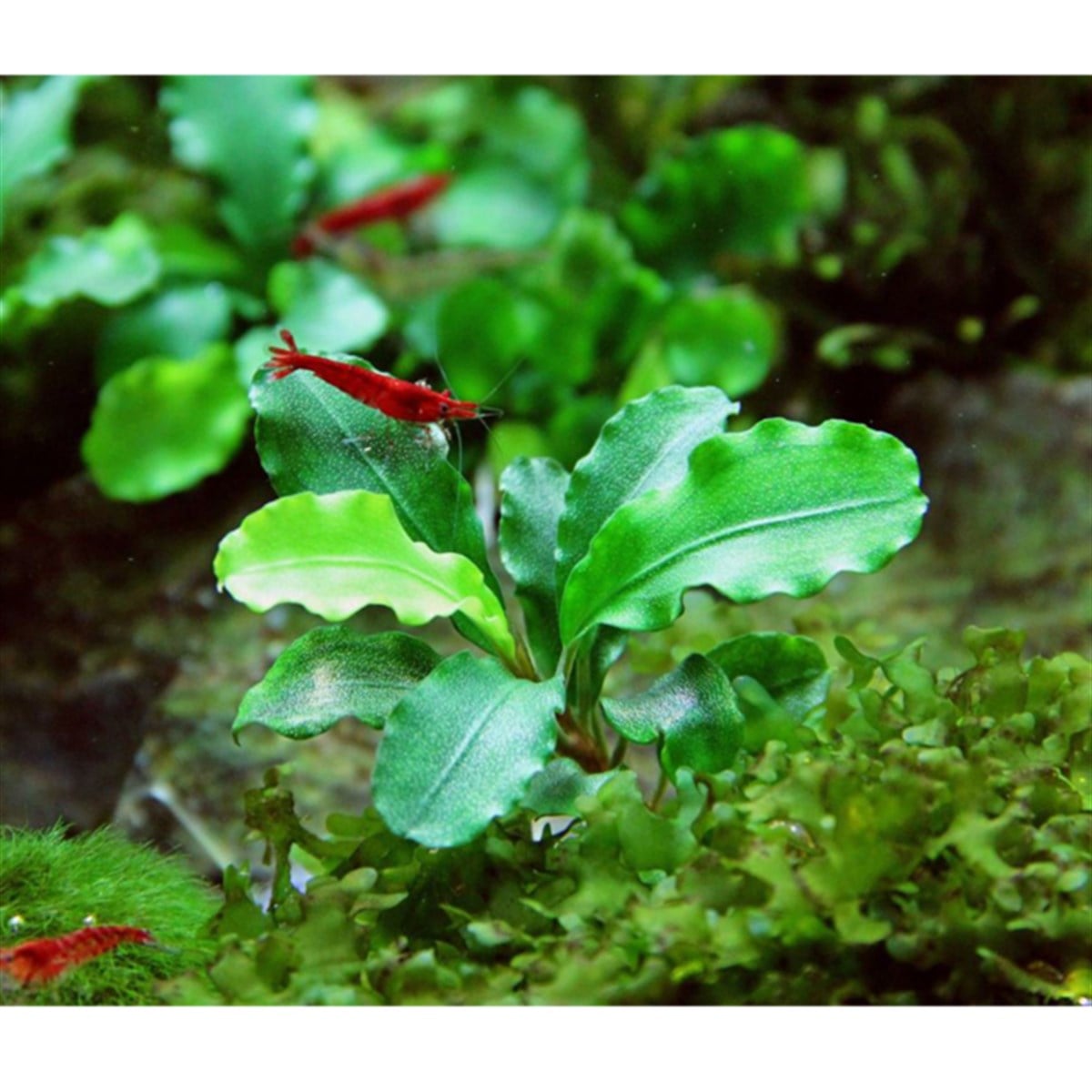 Bucephalandra Broad WavySBL504
