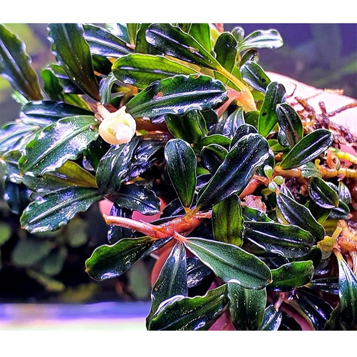 Bucephalandra Brownie AdindaBrownie-Adinda
