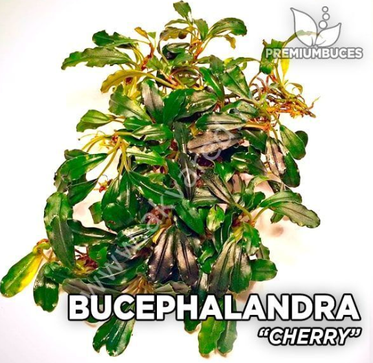 BUCEPHALANDRA CHERRY PORSİYONB1300
