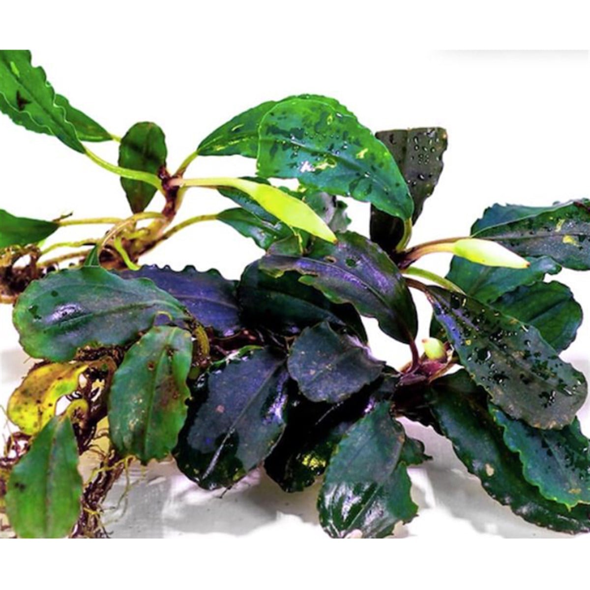 Bucephalandra HadesSBC009