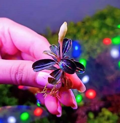 Bucephalandra 'Kedagang' Mini Round(In Vitro)LS422