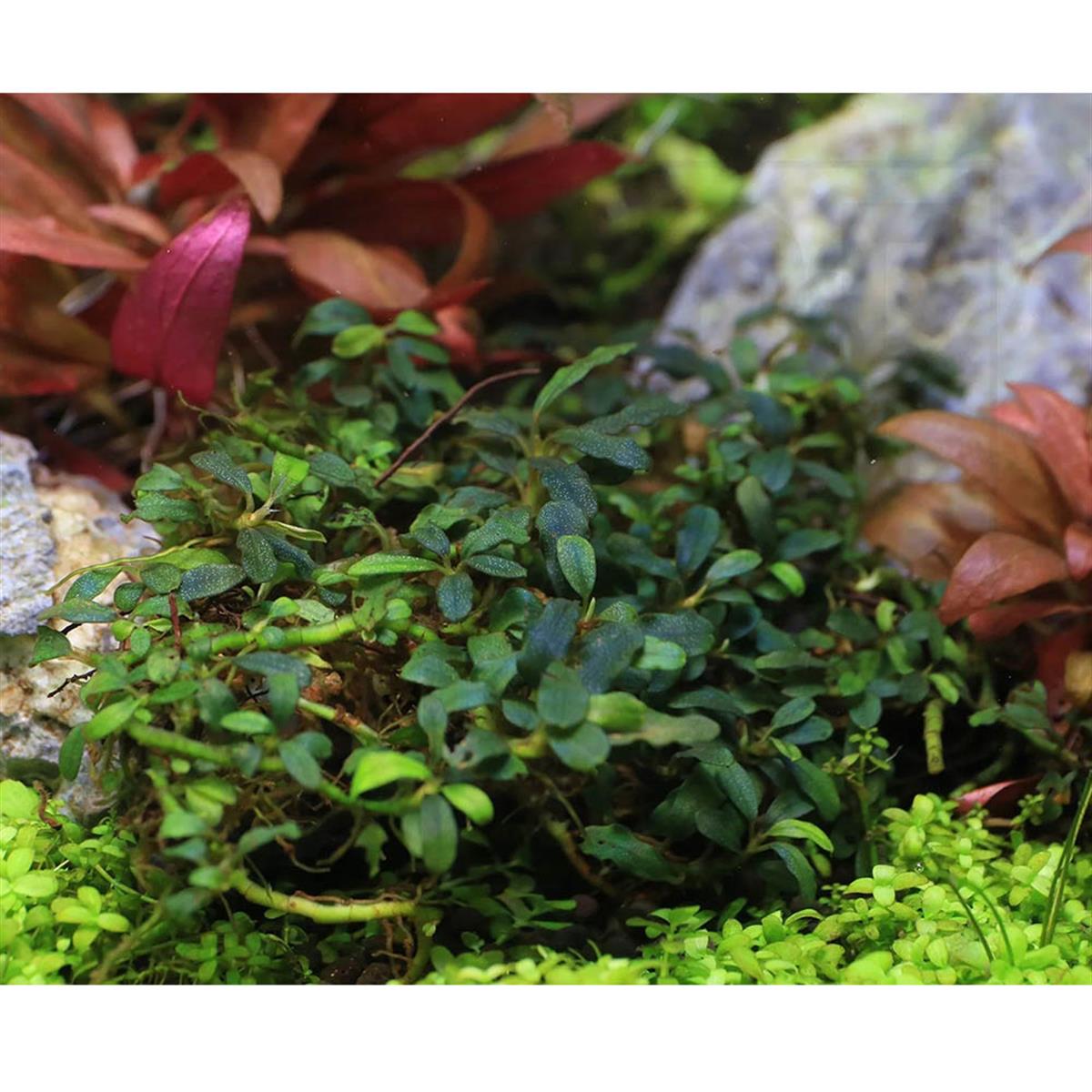 BUCEPHALANDRA KEDAGANG MİNİKedagang-Mini