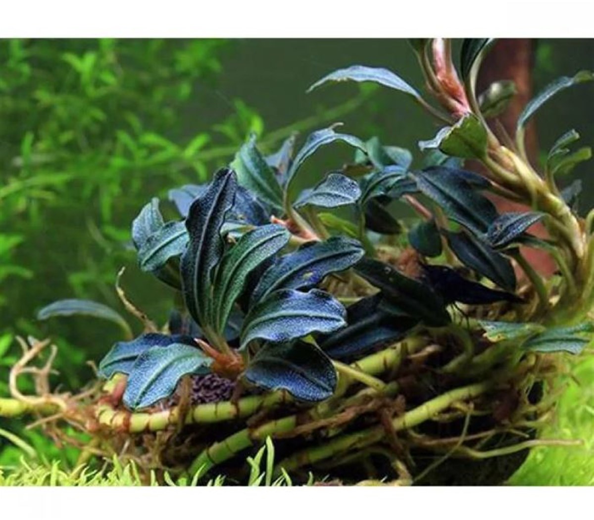 Bucephalandra KedagangKedagang
