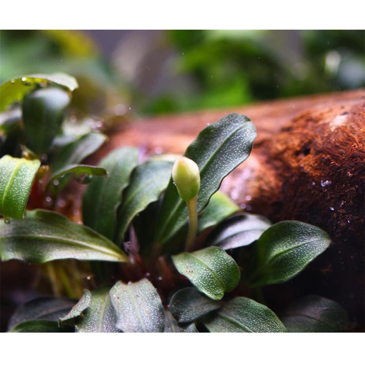 Bucephalandra Lamandau MiniLamandau-Mini
