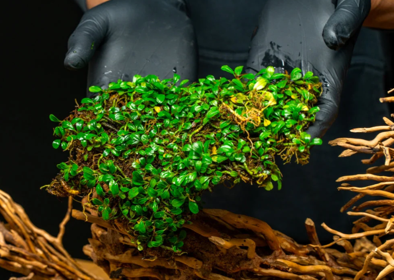 BUCEPHALANDRA  MİNİ COİN PORSİYONBCMC
