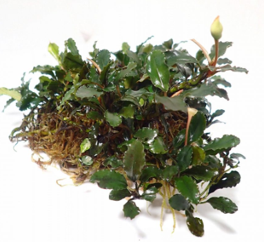 Bucephalandra Mini Kayu Lapis Porsiyonb21