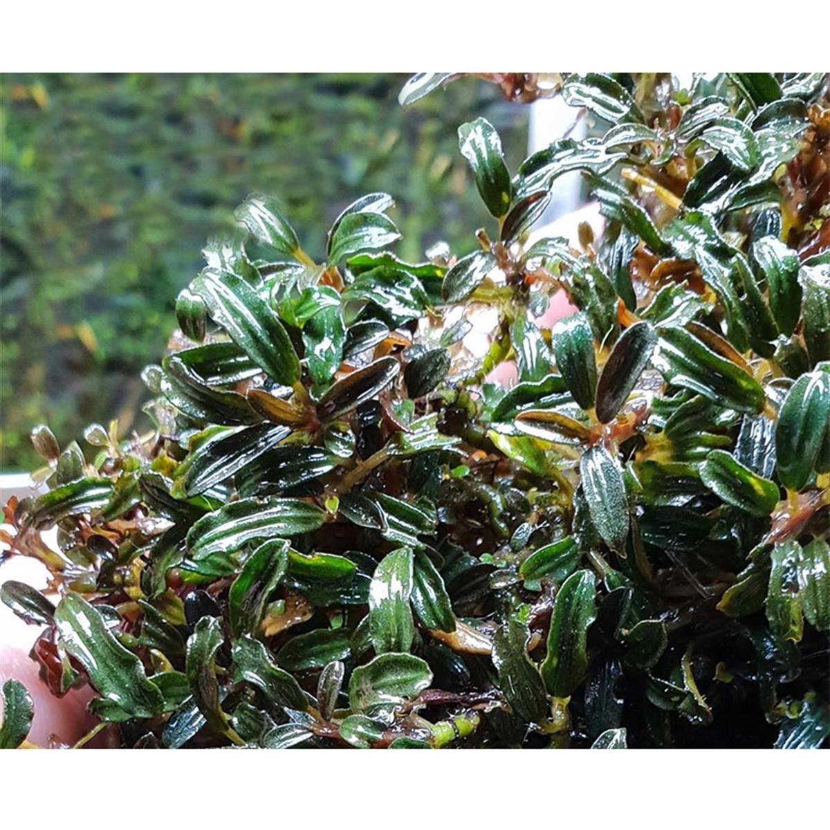 Bucephalandra Mini Melawi. Mini Bilindae Bucephalandra