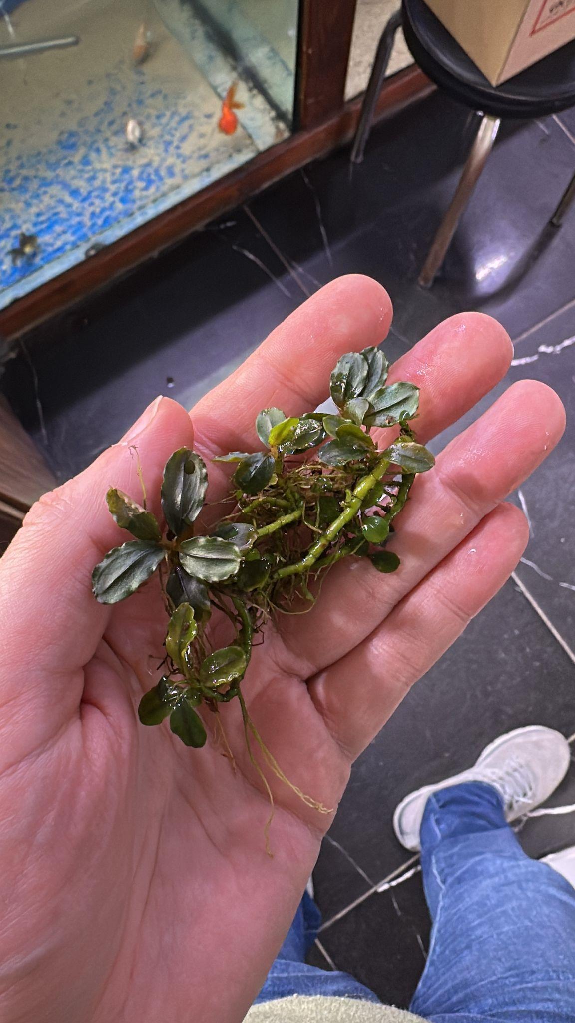 BUCEPHALANDRA MİNİ STAR PORSİYONB1254