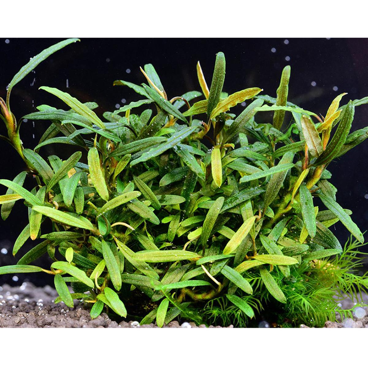 Bucephalandra Mini VelvetMini-Velvet