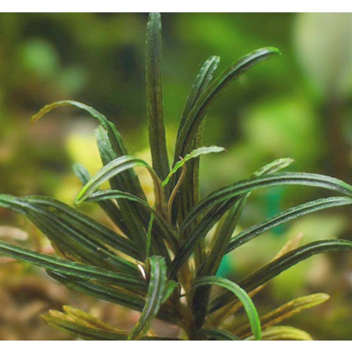 BUCEPHALANDRA ROSEMARYB111PIT