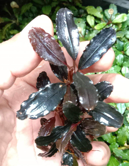 Bucephalandra Splendor PurpleB33SP