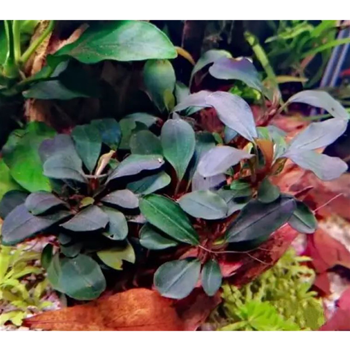 Bucephalandra Theia