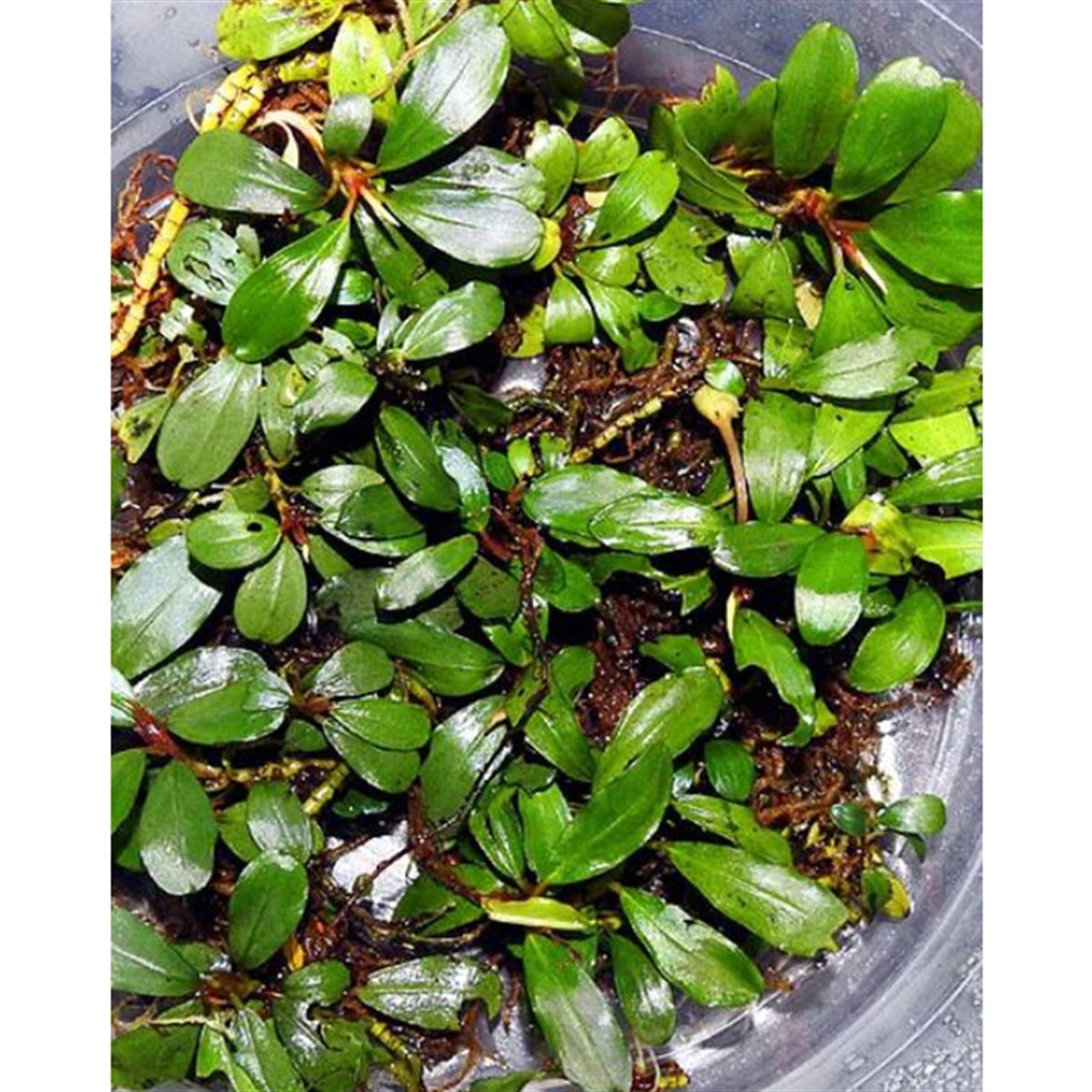 Bucephalandra VenusVenus