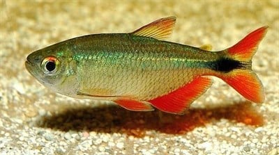 BUENES AIRES TETRA BALIKLARI