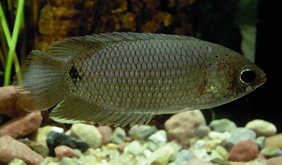 BUSH FISH