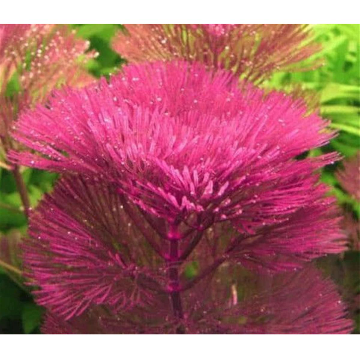 CABOMBA FURCATA PURPLESP1043A