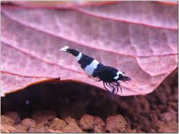 CARİDİNA PANDA KARİDES 2 ADETCRPANDA