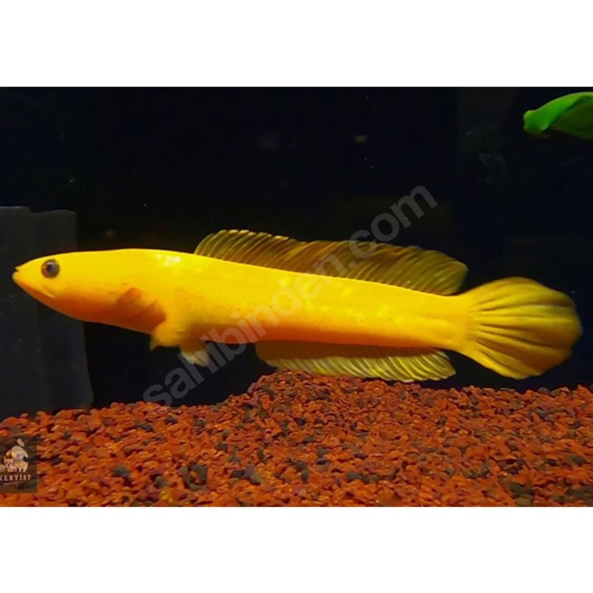 CHANNA GOLDEN LİMBATAcanlı-285