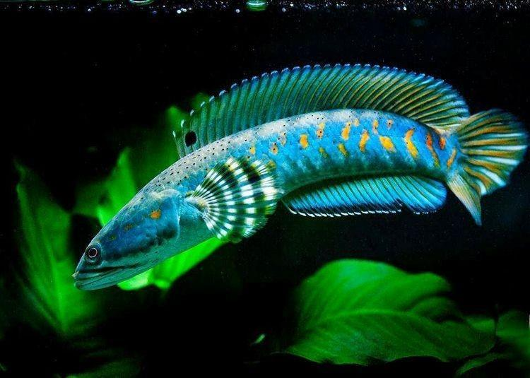 CHANNA PULCHRA KOBALT MAVİ YILANBAŞ512352