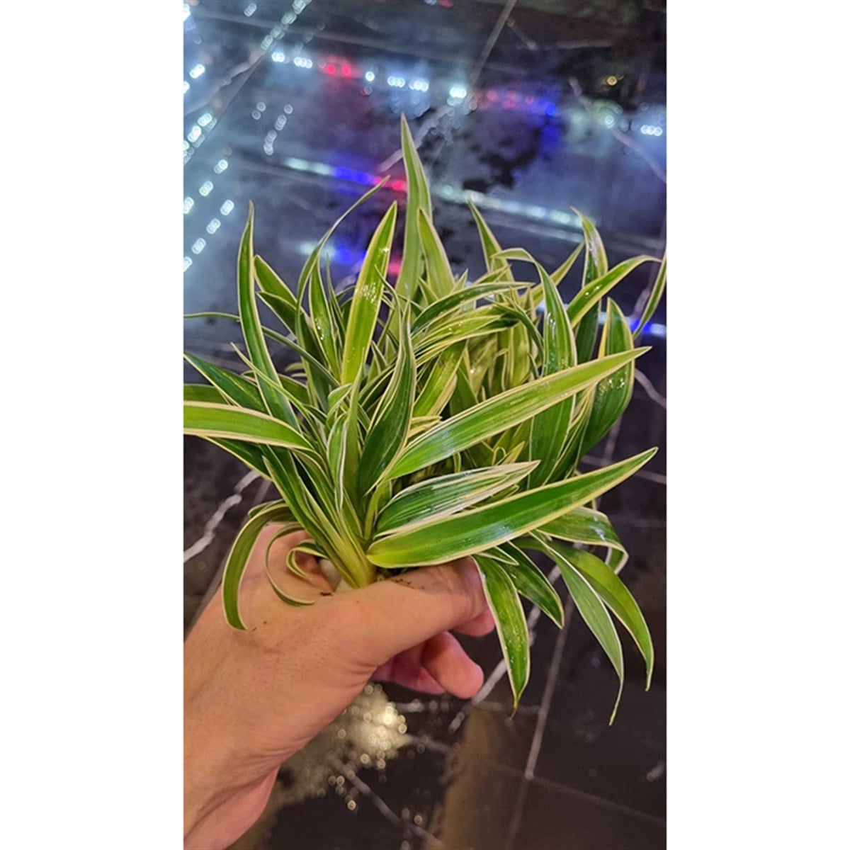 Chlorophytum Bichetii3047
