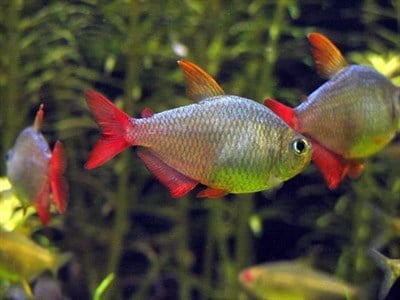 Colombian Tetra
